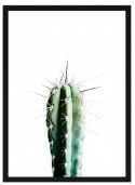 Poster - \'Kaktus\'