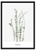 Poster - \'Eucalyptus\'