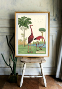 Poster - Vintage Flamingo