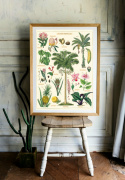 Poster - Vintage Tropical