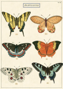 Poster - Papillons