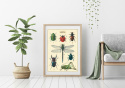 Poster - Vintage insekter